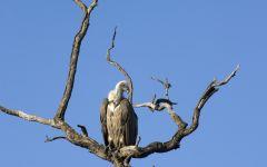 Lappet faced vulture 202x84